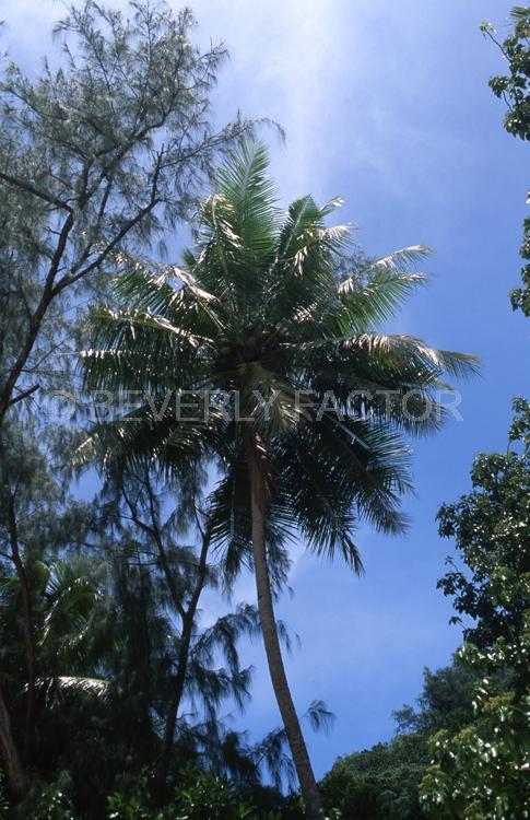 Island;Palau;palm tree;blue sky